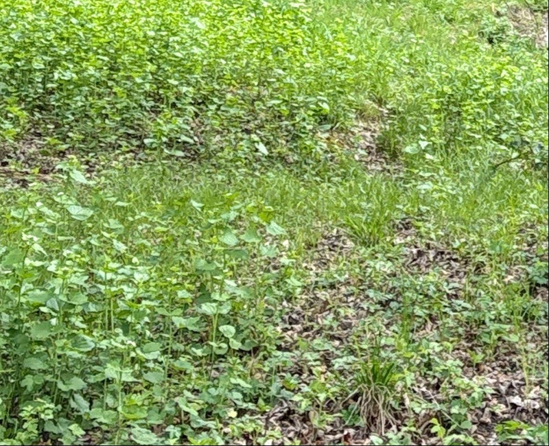 On peut voir un peuplement dense d'alliaire officinale sur un sol forestier. Les plantes sont photographiées dans une perspective lointaine.