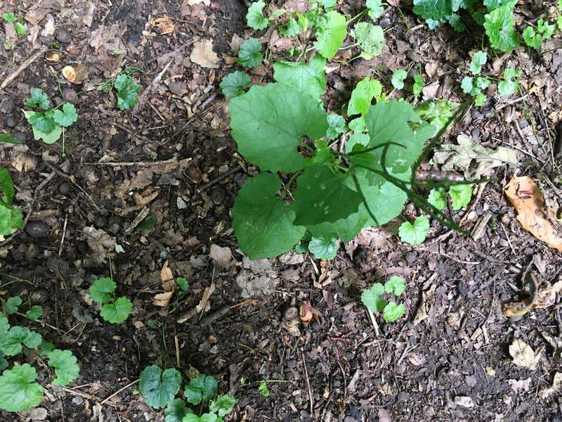 On peut voir une alliaire officinale poussant sur un sol forestier recouvert de feuilles sèches. Les feuilles vertes de la plante sont photographiées du dessus.