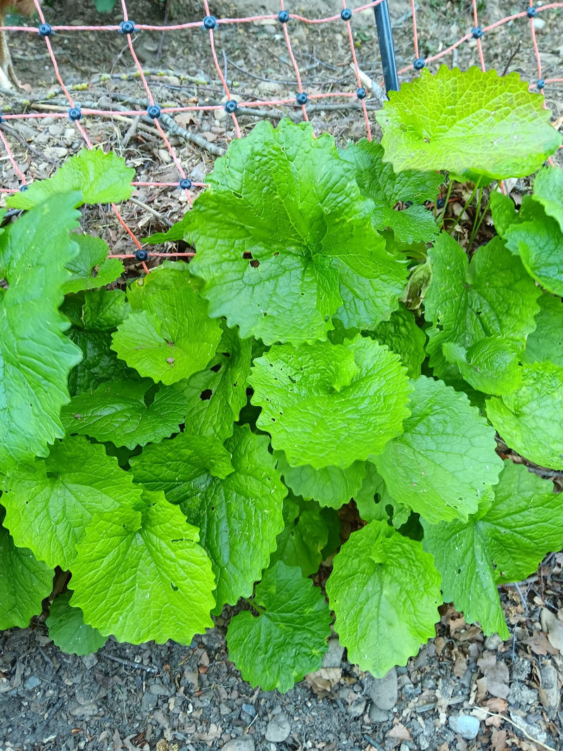 L'image montre de l'alliaire officinale avec ses feuilles caractéristiques, vert clair et en forme de cœur. La plante pousse sur un sol pierreux devant une c...