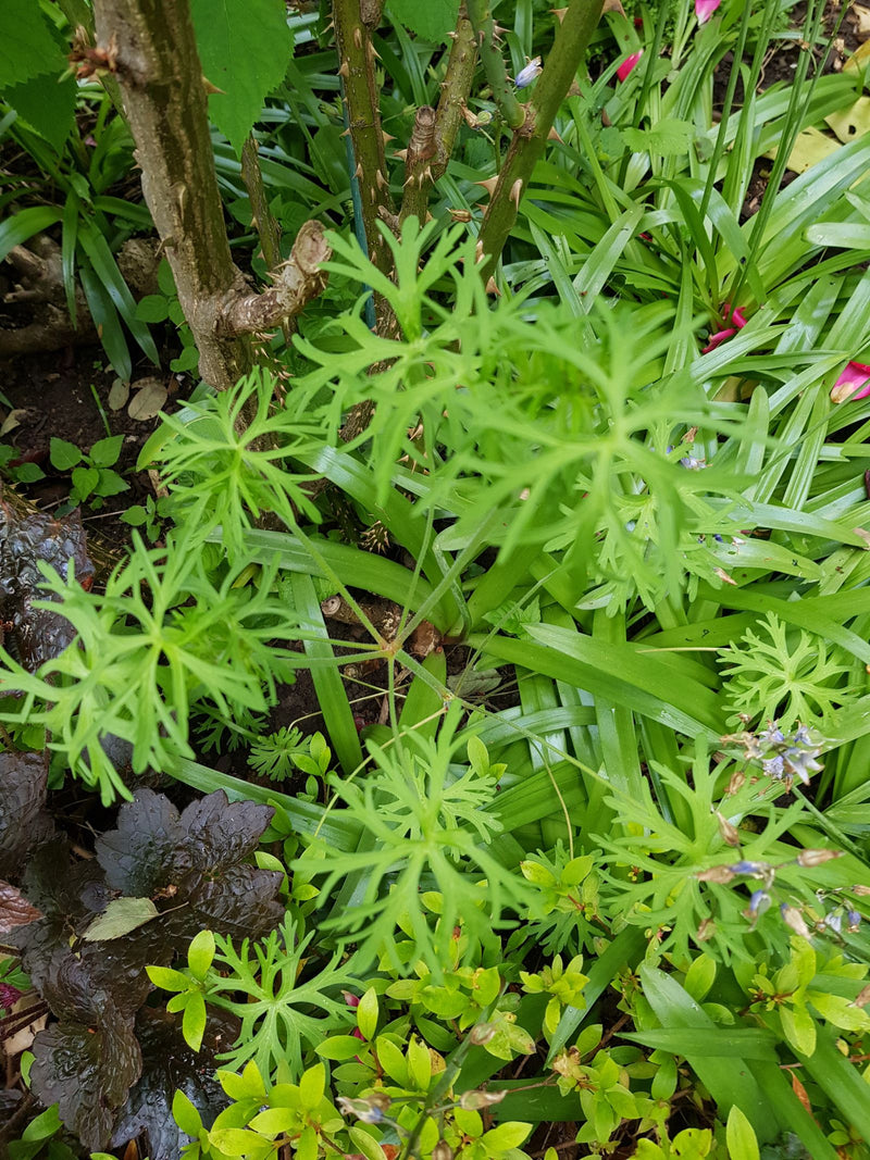 Géranium bulbeux — Bild 1