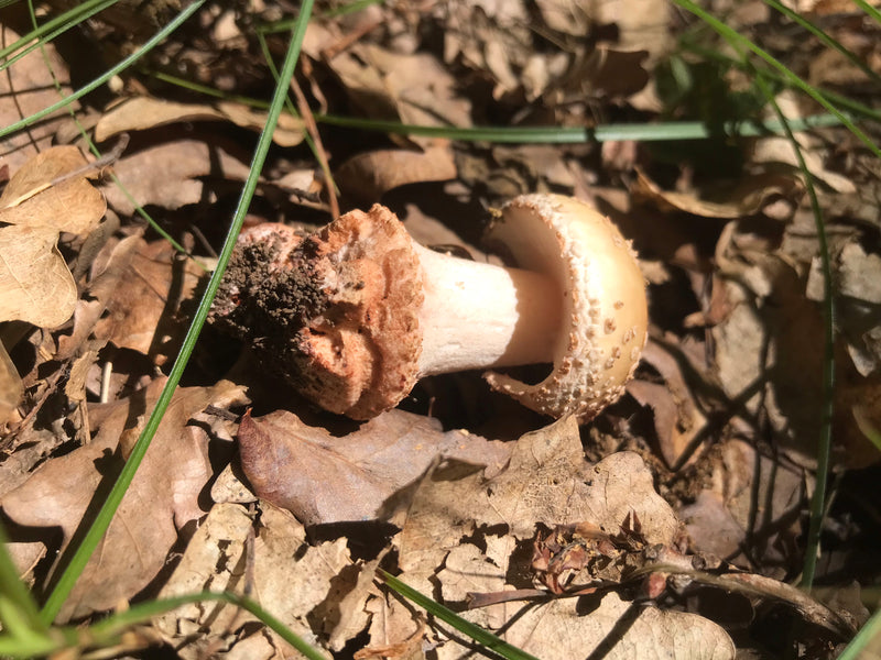 Champignon calotte mortuaire — photo 5 sur 10