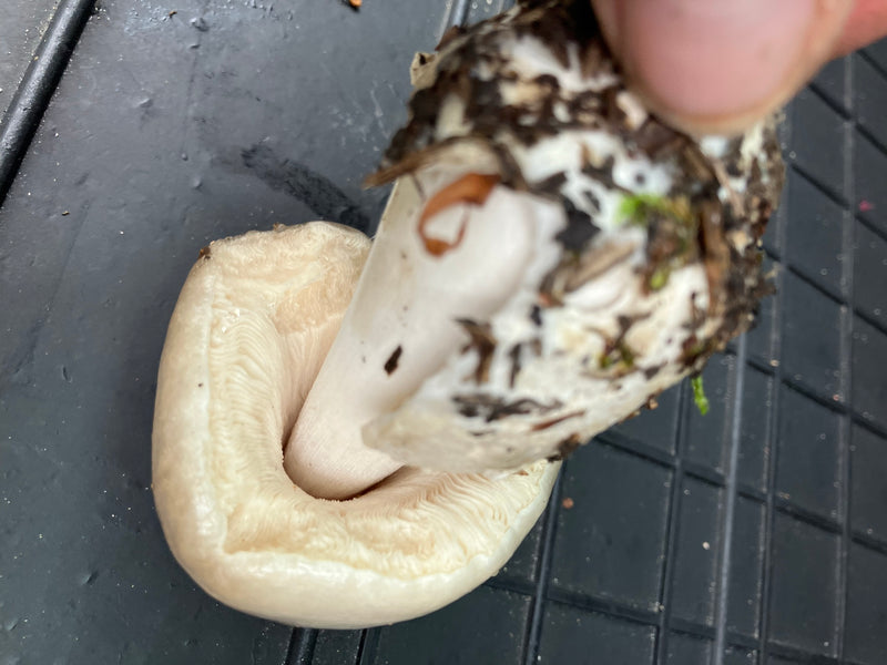 Champignon calotte mortuaire — Bild 4