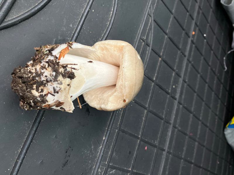 Champignon calotte mortuaire — Bild 3