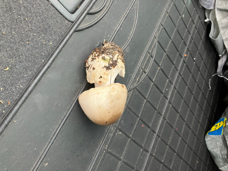 Champignon calotte mortuaire — Bild 1