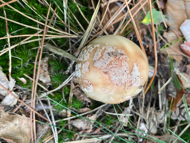 Champignon calotte mortuaire — photo 3 sur 10