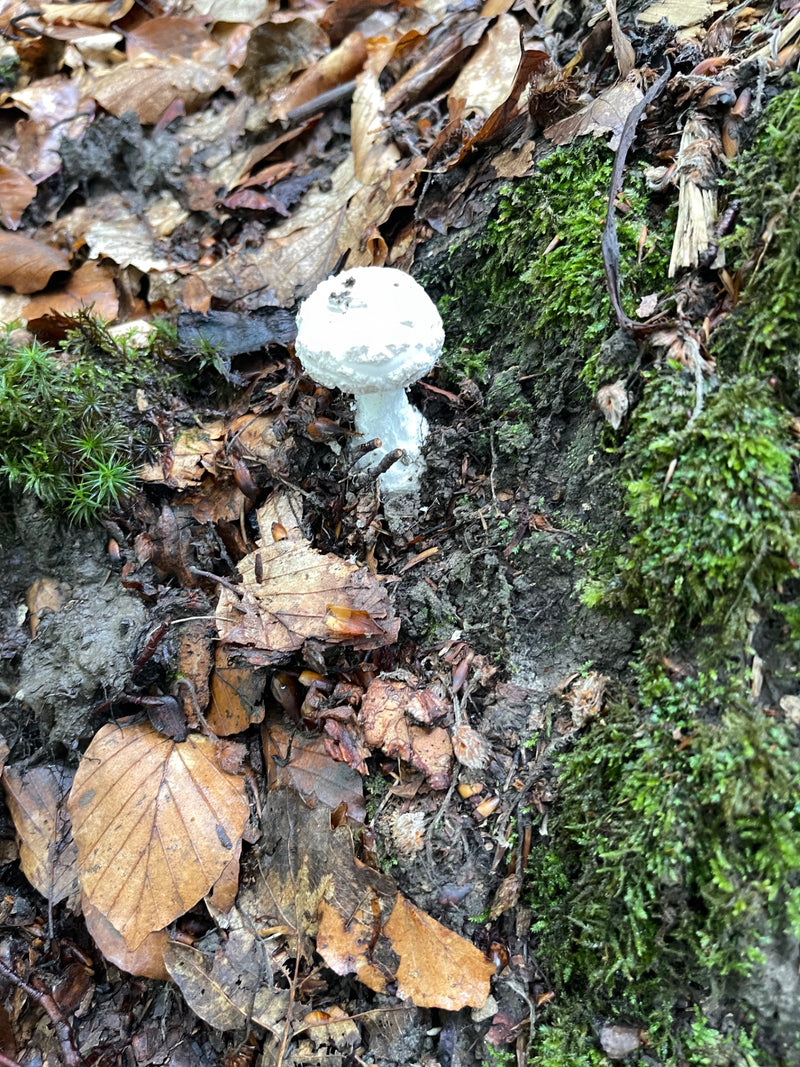 Champignon calotte mortuaire — photo 2 sur 10