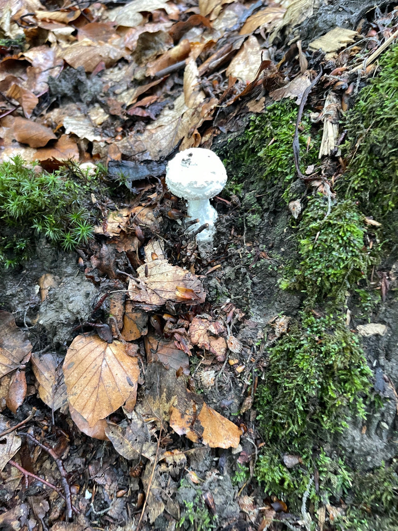 Champignon calotte mortuaire — photo 1 sur 10