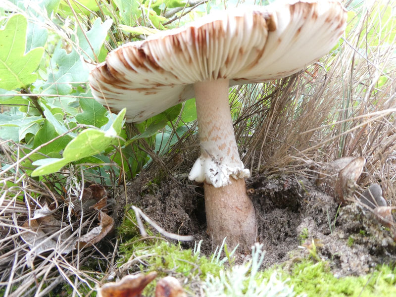 Champignon calotte mortuaire — photo 4 sur 10