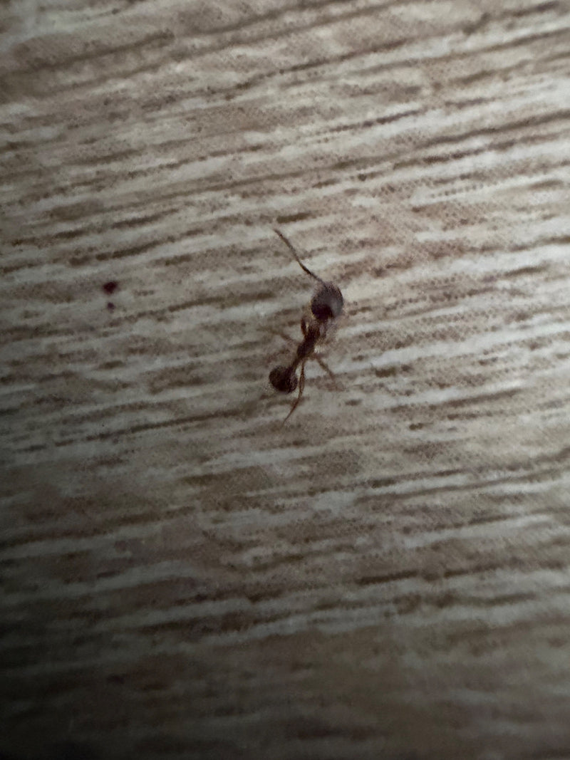 Fourmi noueuse (genre Myrmica) — photo 3 sur 11
