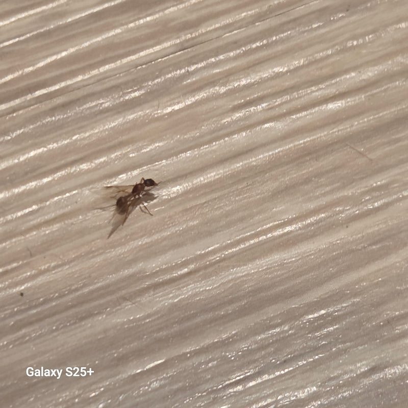 Fourmi noueuse (genre Myrmica) — photo 2 sur 11