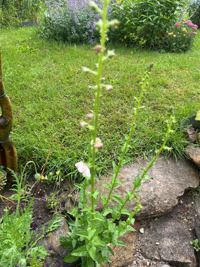 Figwort nodulaire — Bild 2
