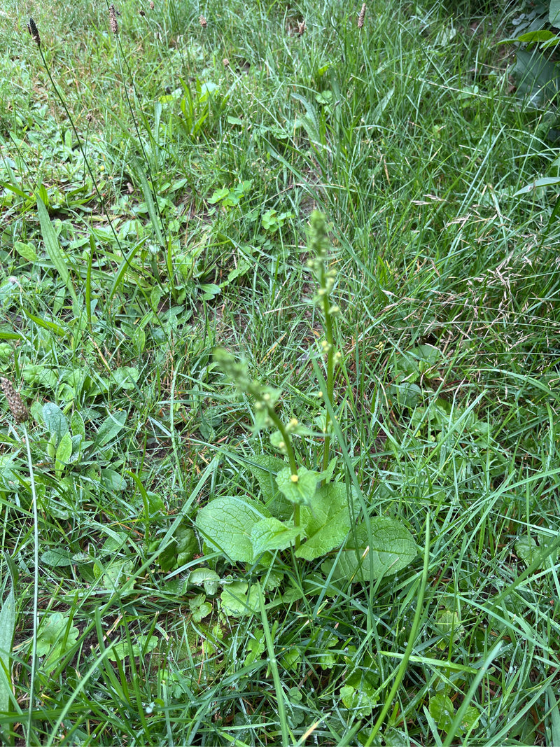 Figwort nodulaire — photo 2 sur 8