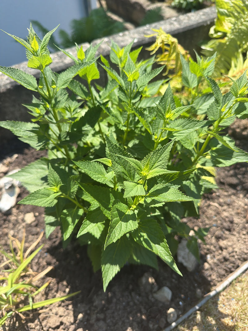 Figwort nodulaire — Bild 3