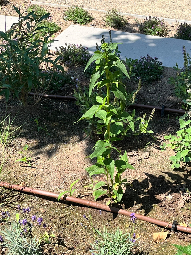 Figwort nodulaire — Bild 1