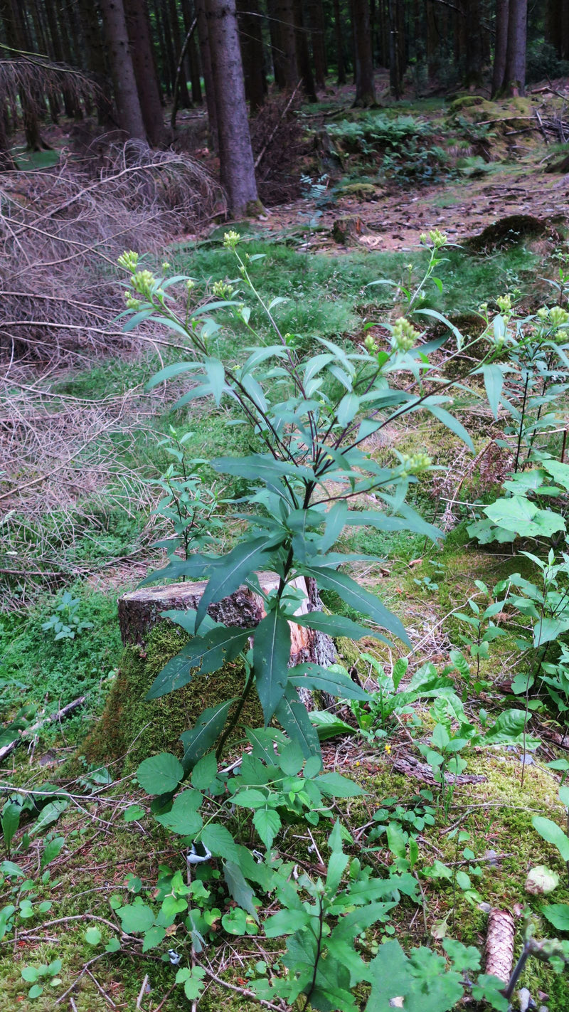 Figwort nodulaire — photo 4 sur 8
