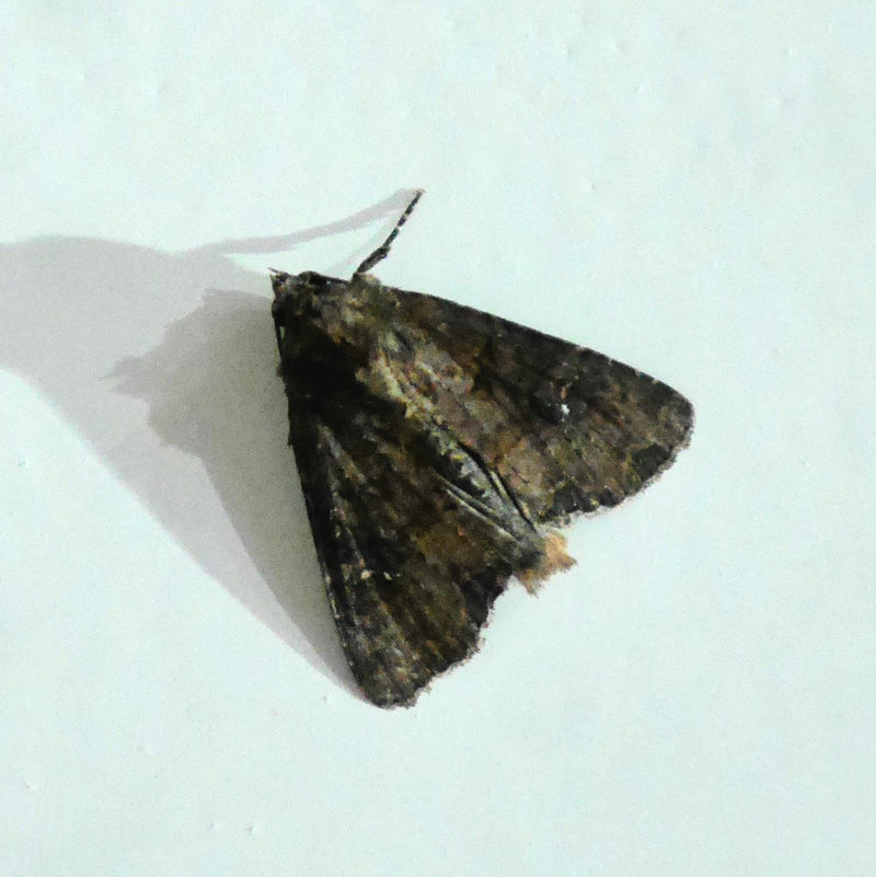 Chouette charbonnière, ver du cœur — Bild 1