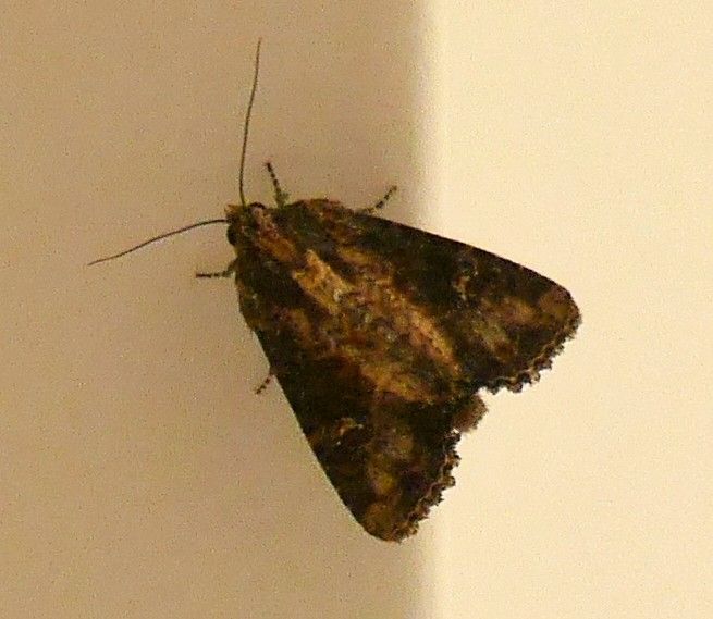 Une noctuelle du chou est posée sur un mur clair. Le papillon de nuit repose vu du dessus avec les ailes antérieures légèrement ouvertes.
