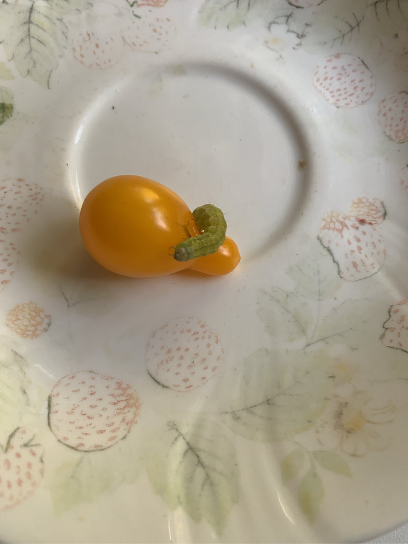 Une chenille verte est posée sur une tomate jaune sur une assiette à motifs.