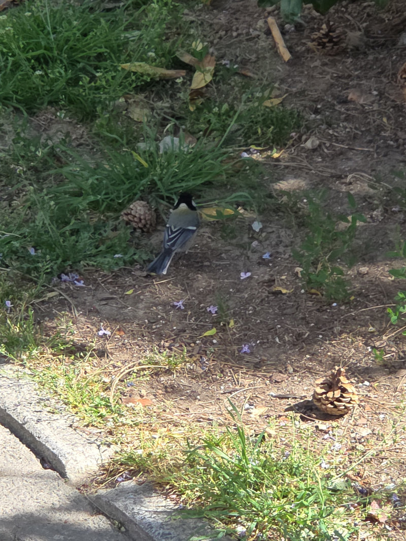 Mésange charbonnière — Bild 4