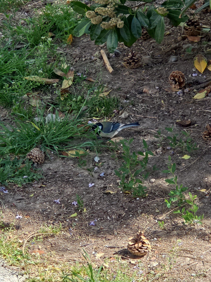 Mésange charbonnière — Bild 3