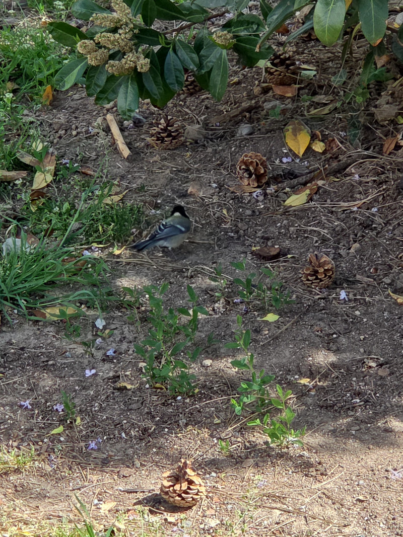 Mésange charbonnière — Bild 2