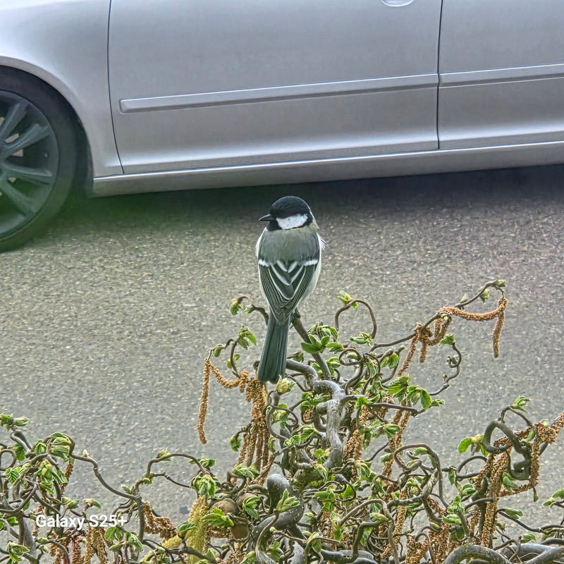 Une mésange charbonnière est assise de dos sur une fine branche. Le sol asphalté et une voiture sont visibles en arrière-plan.