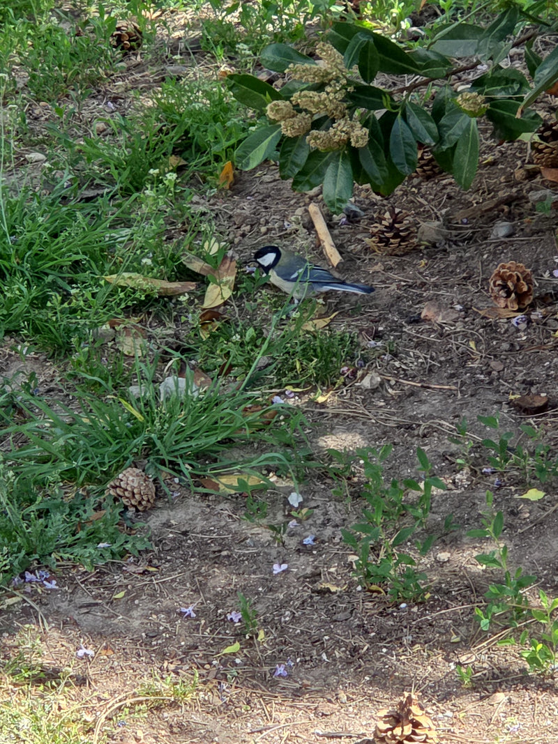 Mésange charbonnière — Bild 1