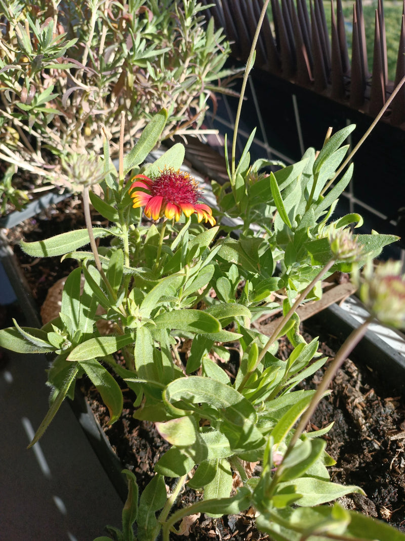 fleur de cocarde — Bild 1