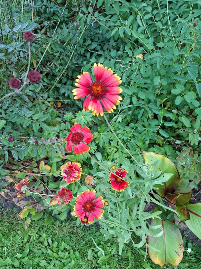 fleur de cocarde — Bild 1