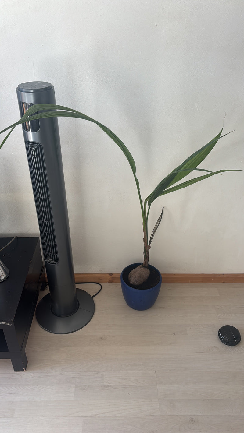 Cocotier — Bild 1
