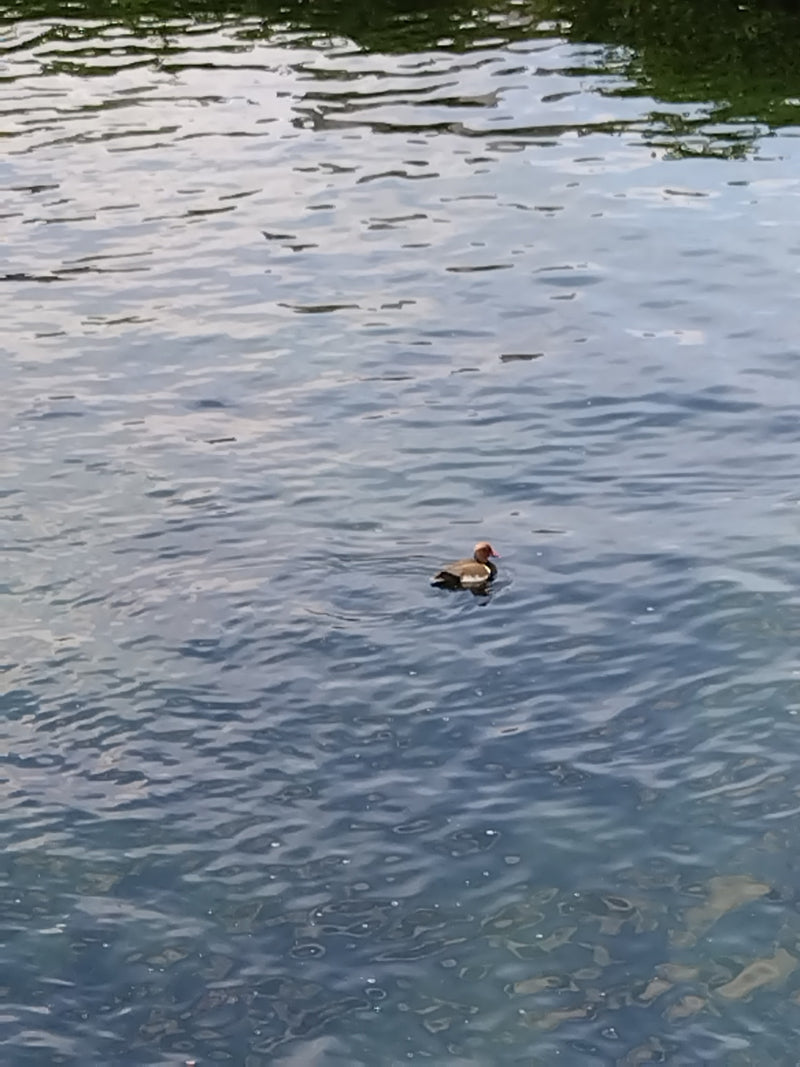 Canard milouin — Bild 2