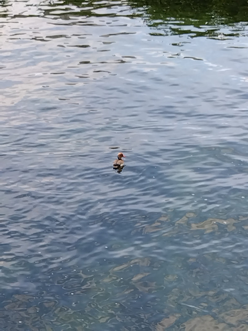 Canard milouin — Bild 1