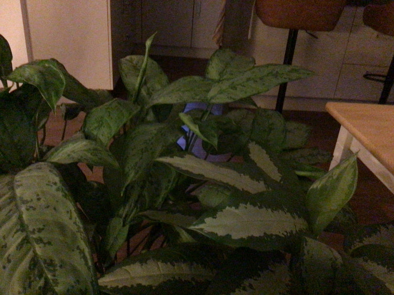 On aperçoit une plante en pot avec des feuilles lancéolées aux motifs caractéristiques à l'intérieur. La forme de croissance buissonnante montre les traits t...
