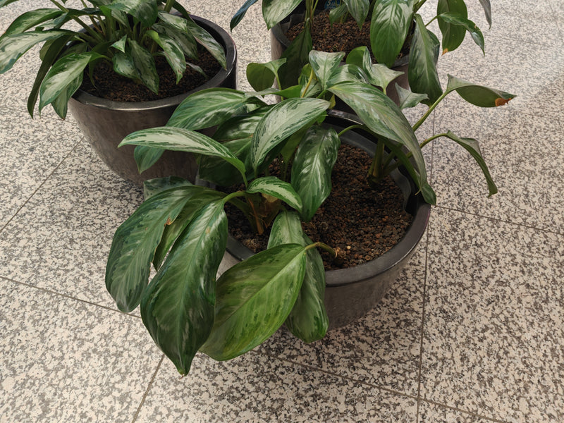 Plusieurs plantes en pot aux feuilles aux motifs verts et argentés se trouvent sur un sol en pierre claire. Les feuilles marquantes sont bien visibles.