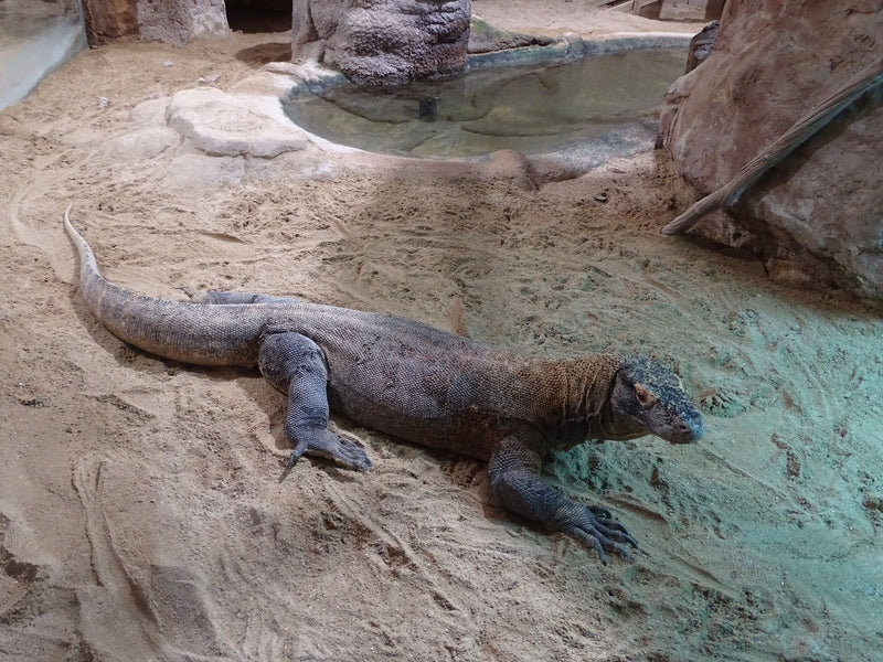 Dragon de Komodo — Bild 1