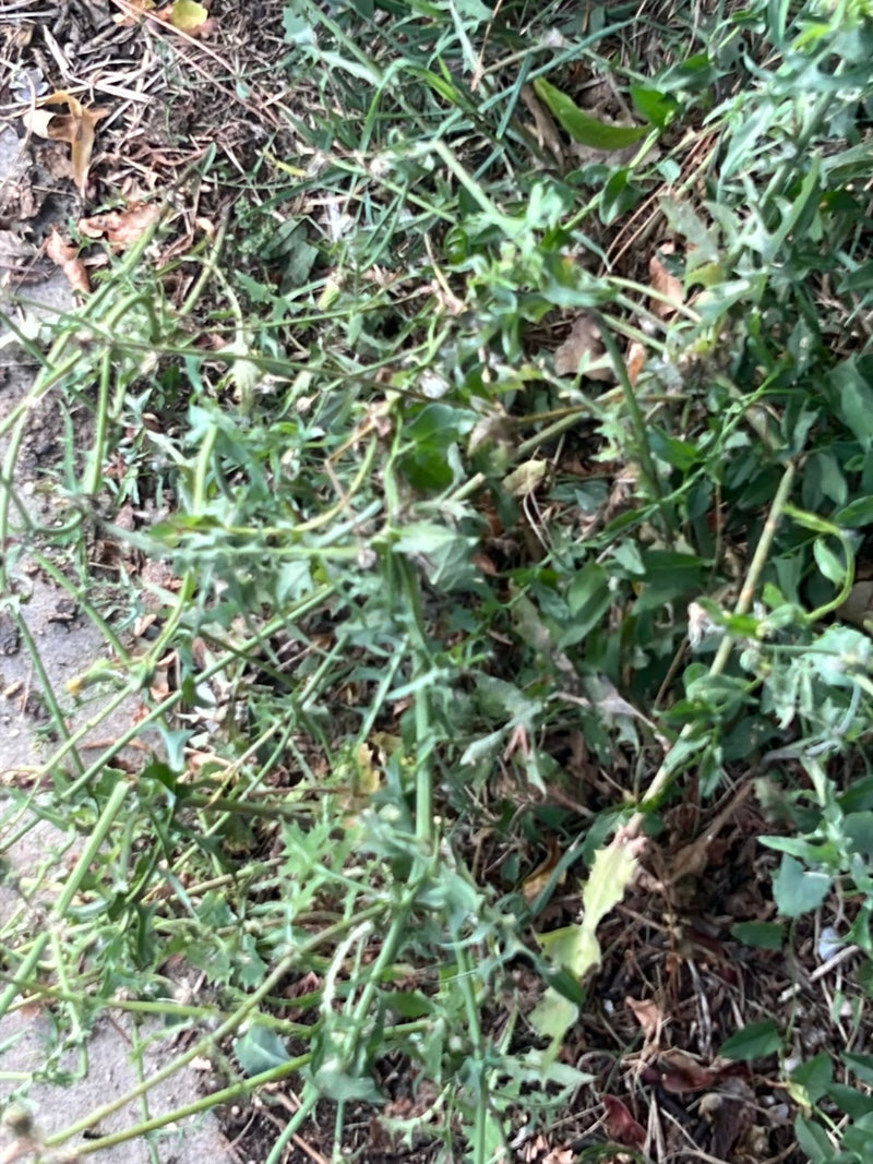 On voit une plante de laitue scariole avec ses feuilles lobées et ses tiges typiques. Elle pousse sur un sol bas parmi un peu d'herbe.