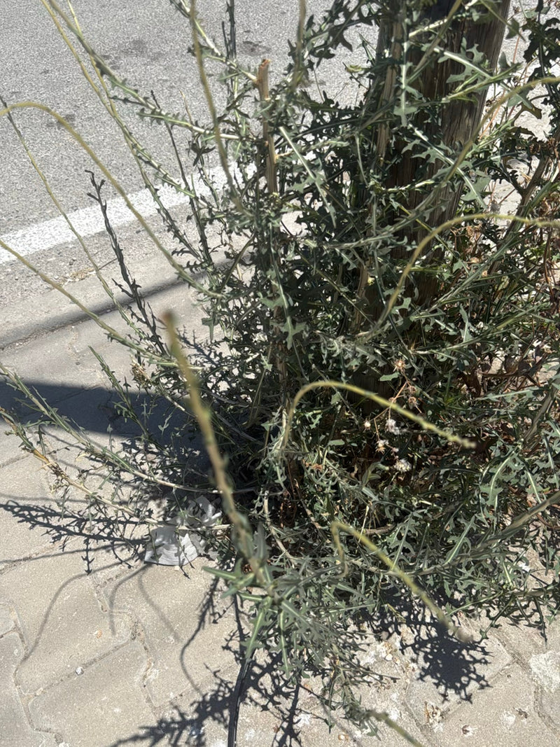 L'image montre une boussole d'alun bien développée poussant sur le bord pavé d'une route. Les feuilles lobées typiques et la structure de la tige dressée son...