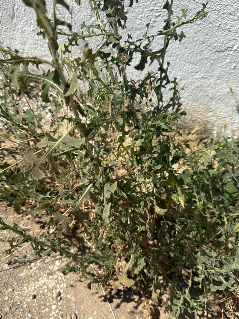 On peut voir une plante de laitue scerriole adulte aux feuilles caractéristiques lobées. Elle pousse sur un sol sec devant un mur clair.