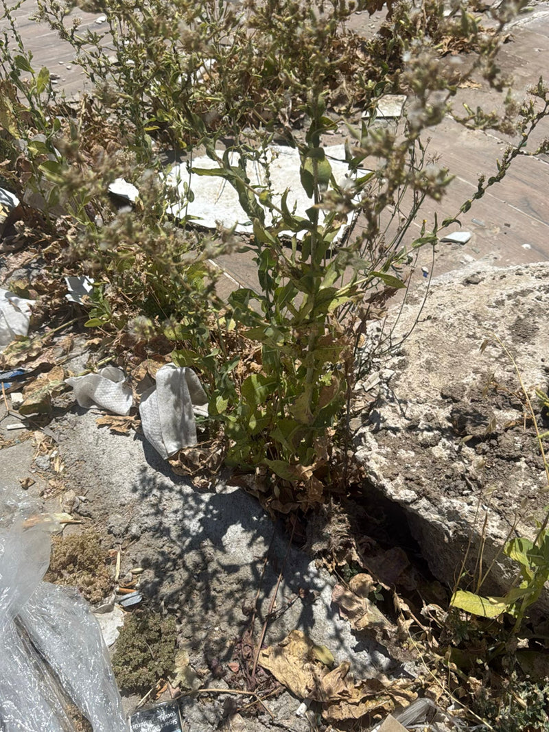 On peut voir une laitue scariole poussant sur un sol pierreux. La plante montre sa forme de croissance verticale typique.