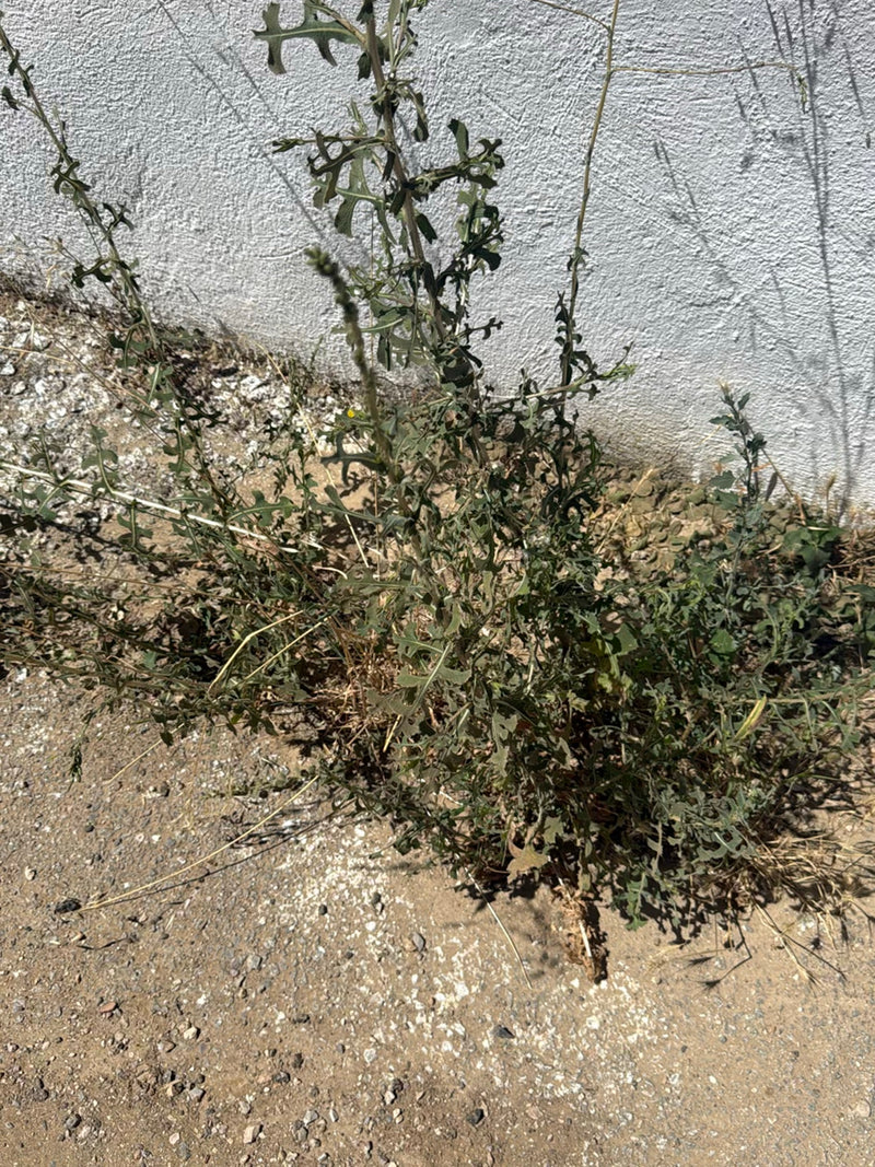 On voit une scariole poussant devant un mur clair. La plante présente ses feuilles lobées caractéristiques.