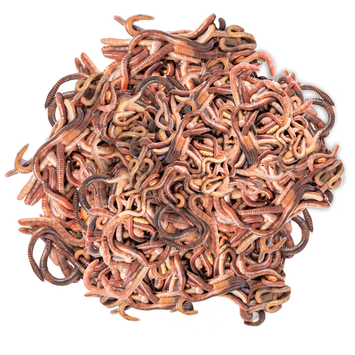 Vers de compost - mélange de vers vivants - accélérateurs de compost efficaces pour boîtes à vers, composteurs à vers, composteurs rapides, composteurs