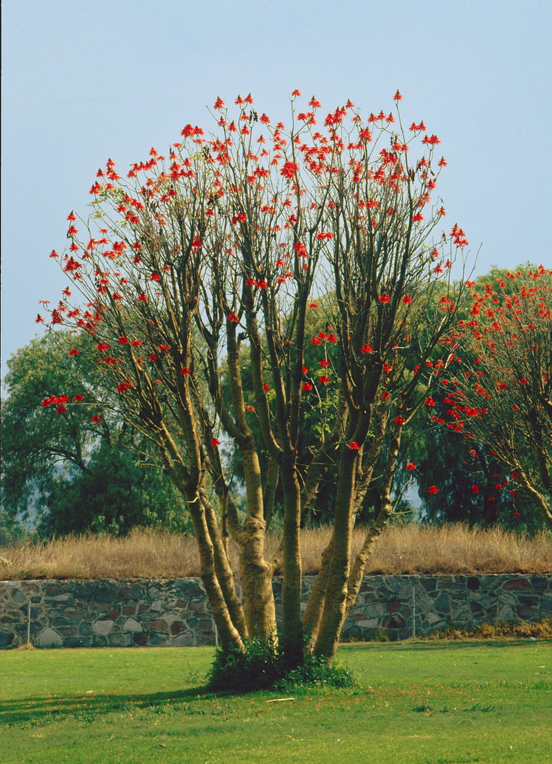 Arbre corail — Bild 1