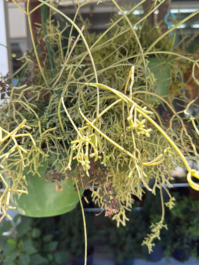 Cactus corail — Bild 1