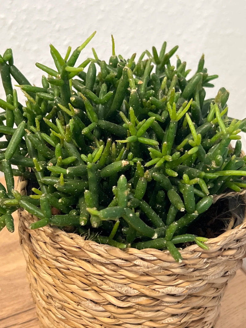 Cactus corail — Bild 1