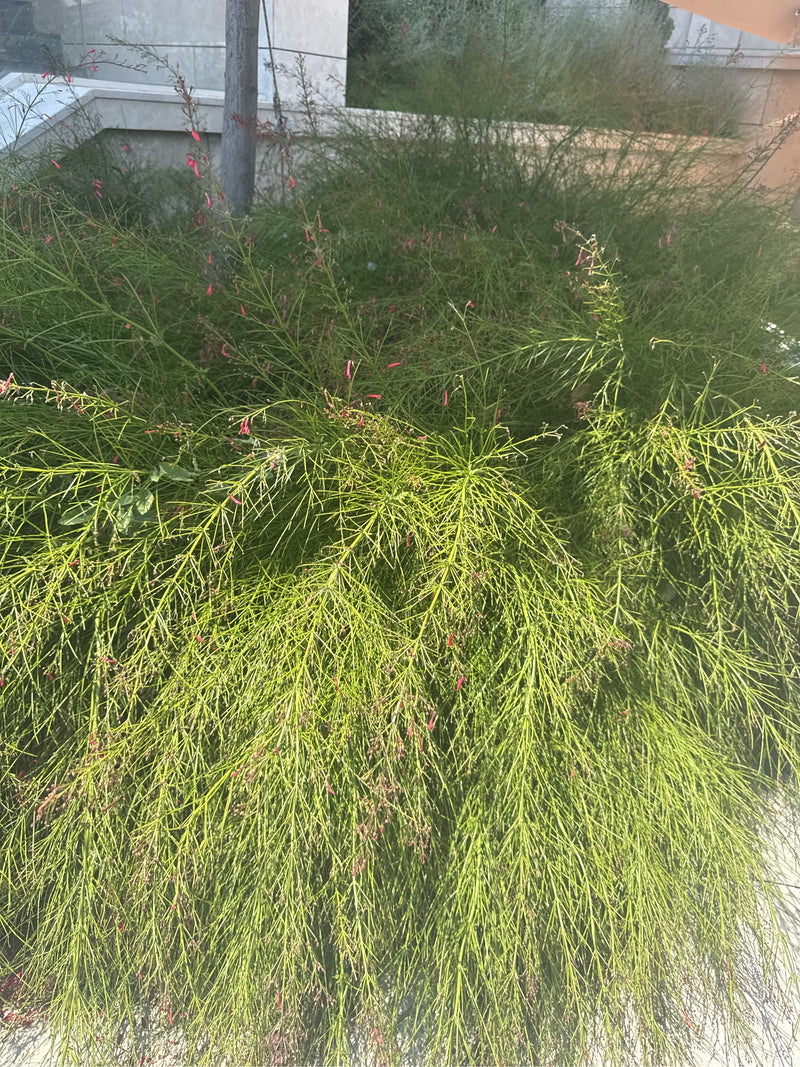 Buisson de corail — Bild 1