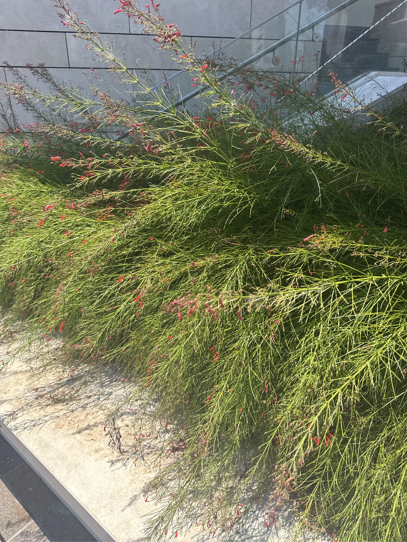 Buisson de corail — Bild 2
