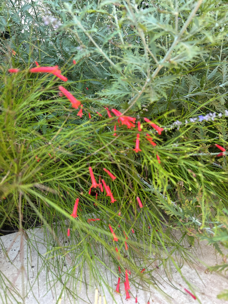 Buisson de corail — Bild 4