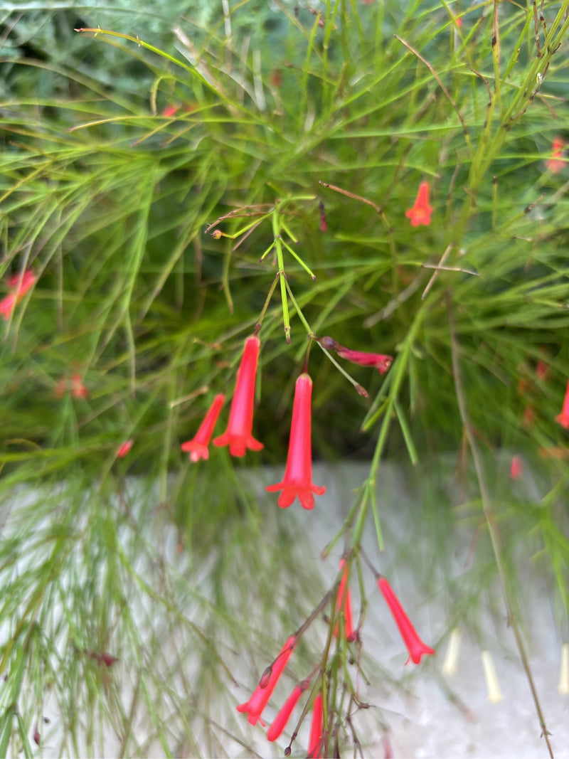 Buisson de corail — Bild 5