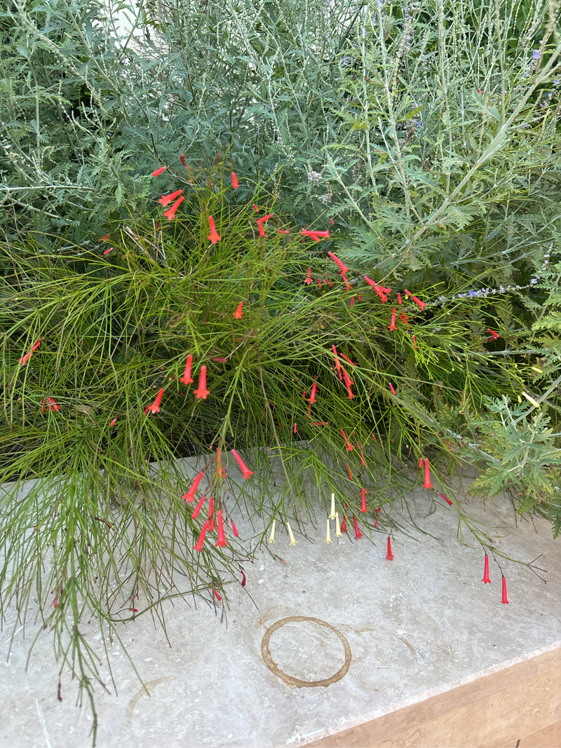 Buisson de corail — Bild 3