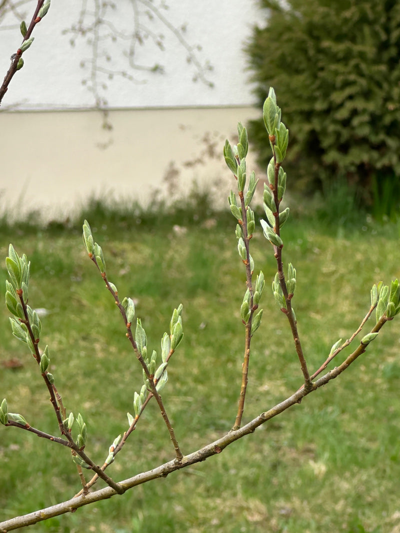 Saule en osier — Bild 1